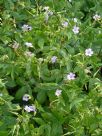 Geranium nodosum Svelte Lilac