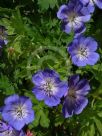 Geranium Rozanne