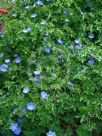 Geranium Rozanne