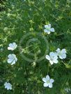 Geranium sanguineum Album