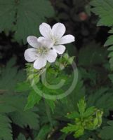 Geranium sylvaticum Album