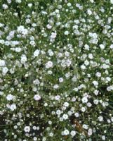 Gypsophila paniculata Compacta Plena