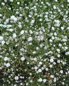 Gypsophila paniculata Compacta Plena