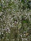 Gypsophila paniculata Perfekta