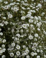 Gypsophila paniculata Summer Sparkles