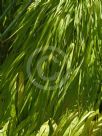 Hakonechloa macra All Gold