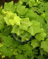 Hedera helix Amberwaves