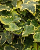 Hedera helix Golden Girl