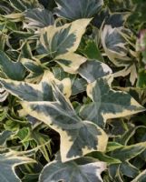 Hedera helix Yellow Ripple