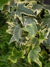 Hedera helix Yellow Ripple