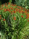 Helenium Moerheim Beauty