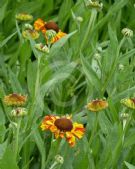 Helenium Sahin's Early Flowerer