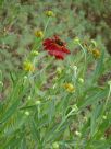 Helenium Sahin's Early Flowerer