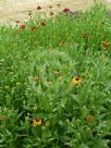 Helenium Sahin's Early Flowerer