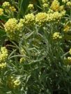 Helichrysum Sulphur Light