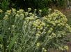 Helichrysum Sulphur Light