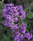 Heliotropium arborescens Marine