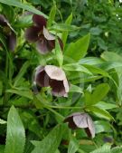 Helleborus hybridus Blue Metallic Lady