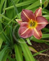 Hemerocallis Little Wine Cup