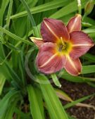 Hemerocallis Little Wine Cup