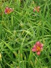 Hemerocallis Little Wine Cup