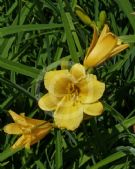 Hemerocallis Stella de Oro