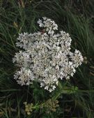 Heracleum sphondylium