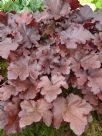 Heuchera Mahogany