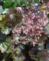 Heuchera villosa Palace Purple