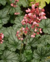 Heuchera Paris