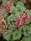 Heuchera Paris