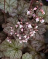 Heuchera Pinot Gris