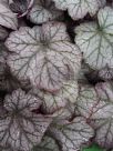 Heuchera Pinot Gris