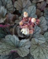 Heuchera Silver Scrolls