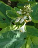 Hosta Frances Williams