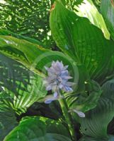 Hosta sieboldii