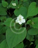 Houttuynia cordata Flore Pleno