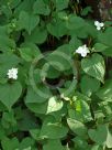 Houttuynia cordata Flore Pleno