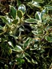 Ilex aquifolium Argentea Marginata