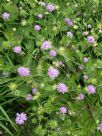 Knautia macedonica pink flowered