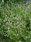 Knautia macedonica pink flowered