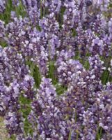 Lavandula angustifolia Peter Pan