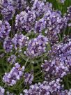 Lavandula angustifolia Peter Pan