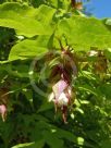 Leycesteria formosa Golden Lanterns