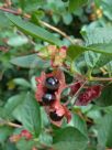 Lonicera involucrata ledebourii