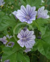 Malva sylvestris Primley Blue