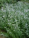 Mentha asiatica