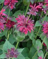 Monarda Fireball