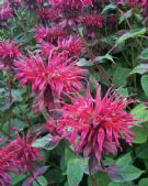 Monarda Raspberry Wine