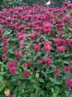 Monarda Raspberry Wine